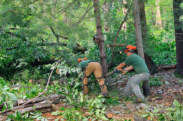 Reliable Alsip, IL Tree Services Solutions